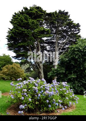 Angleterre, Cornouailles, Treliswick Gardens (National Trust) : hortensias en pleine fleur. Banque D'Images