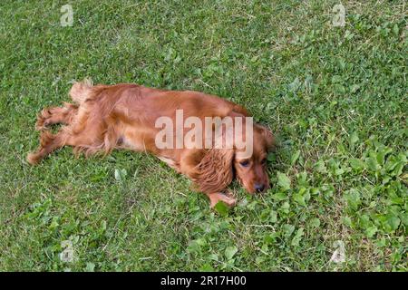 Chien d'épagneul cocker anglais doré, allongé sur de l'herbe verte par une journée ensoleillée Banque D'Images