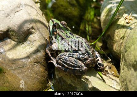 La grenouille comestible (Pélophylax kl. Esculentus) est une espèce de grenouille européenne commune, également connue sous le nom de grenouille d'eau commune ou grenouille verte Banque D'Images