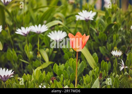 Une tulipe orange en fleur parmi un lit d'ostéospermum, dans un jardin public à Teignmouth, Devon, Grande-Bretagne. Banque D'Images