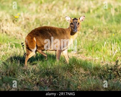 Un cerf muntjac, Muntiacus reevesi sur Kelling Heath dans le nord de Norfolk, Royaume-Uni. Banque D'Images