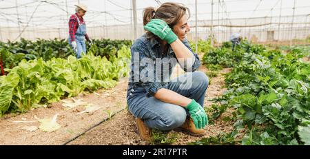 Femme hispanique collectant des légumes à l'intérieur de la serre organique - produit alimentaire local et concept de travail durable - accent principal sur le visage des travailleuses Banque D'Images