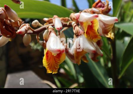 Fleurs de gingembre en coquille (Alpinia zerumbet) en gros plan Banque D'Images