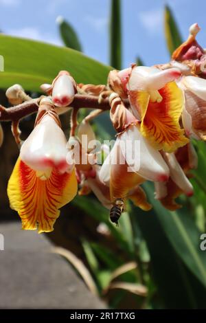 Abeille approchant une fleur de la coquille de gingembre (Alpinia zerumbet) Banque D'Images