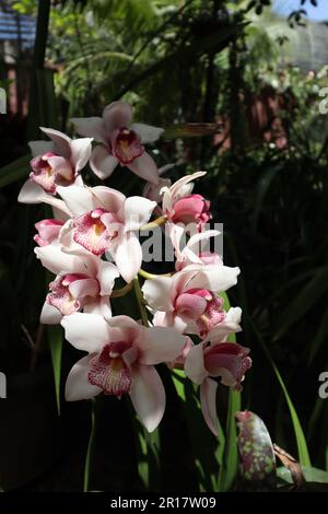 Orchidées fleuries blanches et roses Banque D'Images