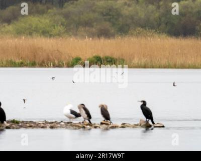 Barn Swallow, Hirundo rustica et Sand Martin, Riparia riparia balayage au-dessus de l'eau se nourrissant d'insectes à Leighton Moss, Silverdale, Lancashire, Royaume-Uni Banque D'Images