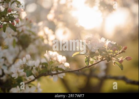 Floraison Malus 'Ange blanc' Crabapple Blossoms dans la lumière du soleil Banque D'Images