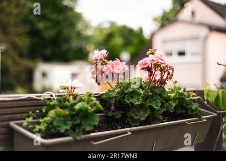 fleurs géraniums sur le jardin du balcon dans le village allemand d'été Banque D'Images