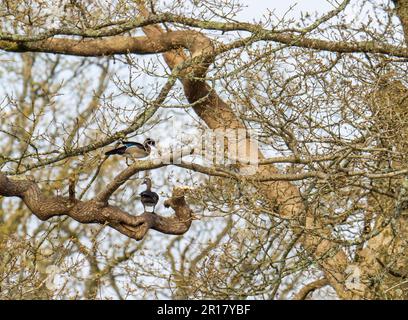 Une paire de Wood Duck, Aix sponsore la prospection d'un trou de nidification dans les arbres à Ambleside, Lake District, Royaume-Uni. Banque D'Images