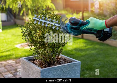 le jardinier élague et façonne l'arbuste en buis à l'aide d'un coupe-jardin sans fil. soins topiaires et végétaux Banque D'Images