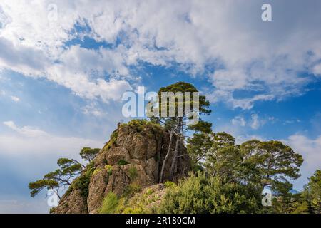 Falaise rocheuse avec pins maritimes près du célèbre village de Portofino. Station touristique dans la province de Gênes (Genova), Ligurie, Italie, Europe. Banque D'Images