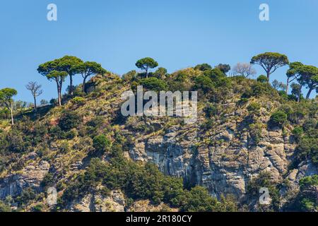 Falaise rocheuse avec pins maritimes près du célèbre village de Portofino. Station touristique dans la province de Gênes (Genova), Ligurie, Italie, Europe. Banque D'Images