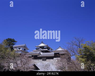 Château de Matsuyama et cerisiers en fleurs Banque D'Images