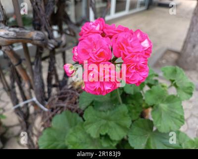 Fleur en pot rose. Fond de fleur rose, mise au point sélective. Banque D'Images