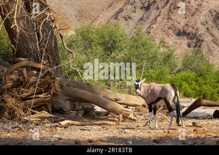 Oryx (Artiodactyla) adulte debout, vue latérale, face à la caméra, gros bois, rivière Hoanib, Namibie, Afrique Banque D'Images