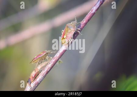 Beau coléoptère plat Carpocoris purpureipennis assis sur une feuille d'herbe. Macro. Banque D'Images