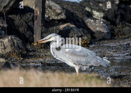 Héron gris, Ardea cinerea, avec de petits poissons dans le bec. À Lera Voe, Shetland. Banque D'Images