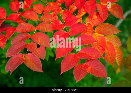 Feuilles de chêne poison de couleur automnale Banque D'Images