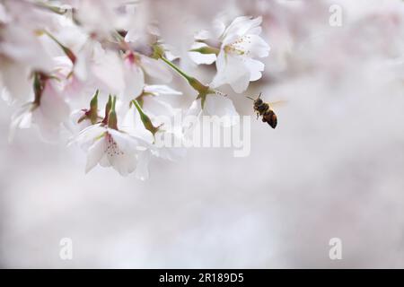 Les abeilles sucer le miel dans la cerise de montagne Banque D'Images