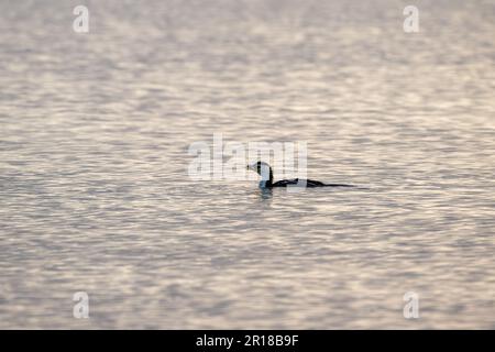 Australian Pied Cormorant nageant en eau libre à Rabi Bay, Cleveland dans le Queensland, Australie lutte avec un petit poisson dans son bec. Banque D'Images