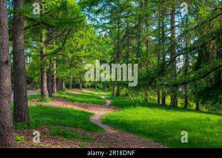 Magnifique sentier sinueux dans le parc ensoleillé. Prairie forestière dynamique Banque D'Images