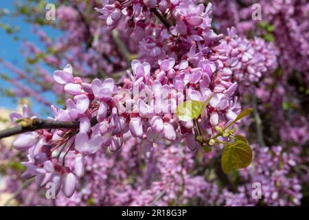 Magnifique arbre rose Cerdis siliquastrum fleuri dans le parc par beau temps ensoleillé. Cerci siliquastrum, communément appelé arbre Judas ou arbre Judas. Repu. Tchèque Banque D'Images