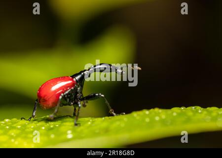 Femelle d'un insecte bizarre, étrange insecte Giraffe Weevil (Trachelophorus Giraffa), Parc national de Ranomafana, Madagascar faune Banque D'Images