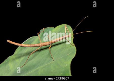 L'insecte à bâtonnets ailés roses ou l'insecte à bâtons malgache (Sipyloidea sipylus), espèce d'insecte phasmid du genre Sipyloidea. Analamazaotra Pa nationale Banque D'Images