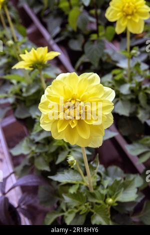 Gros plan d'une dahlia jaune. Banque D'Images