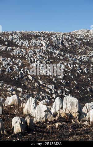 Akiyoshidai a contrôlé le brûlage de la montagne Banque D'Images