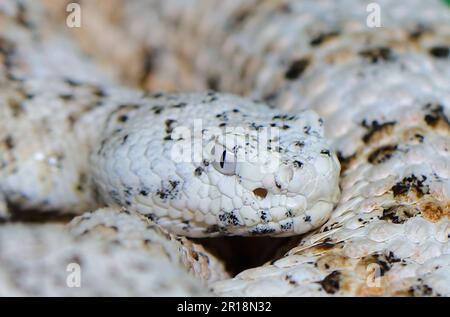 Gefleckte Klapperschlange / crotale ou crotale de Mitchell / Crotalus mitchellii pyrrhus Banque D'Images