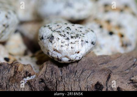 Gefleckte Klapperschlange / crotale ou crotale de Mitchell / Crotalus mitchellii pyrrhus Banque D'Images