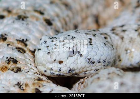 Gefleckte Klapperschlange / crotale ou crotale de Mitchell / Crotalus mitchellii pyrrhus Banque D'Images