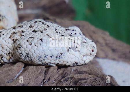 Gefleckte Klapperschlange / crotale ou crotale de Mitchell / Crotalus mitchellii pyrrhus Banque D'Images
