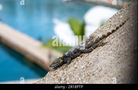 Un Lizard Hardun (Agama stellio) se base sur un mur au-dessus du port de Kaleici, Antalya, Turquie (Turkiye). C'est une espèce de lézard agamid que l'on trouve en Grèce, Tu Banque D'Images