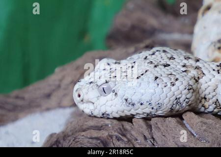 Gefleckte Klapperschlange / crotale ou crotale de Mitchell / Crotalus mitchellii pyrrhus Banque D'Images