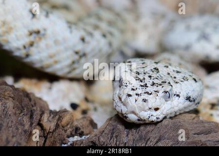 Gefleckte Klapperschlange / crotale ou crotale de Mitchell / Crotalus mitchellii pyrrhus Banque D'Images
