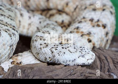 Gefleckte Klapperschlange / crotale ou crotale de Mitchell / Crotalus mitchellii pyrrhus Banque D'Images