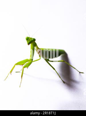 Portrait en gros plan d'une belle mantis de prière Banque D'Images