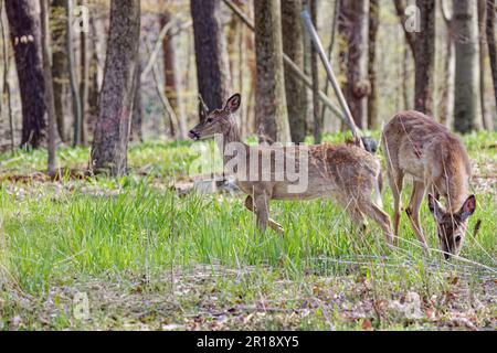 Cerf de Virginie ou de Virginie (Odocoileus virginianus) dans la forêt. Les déers changent leur fourrure de l'hiver à l'été Banque D'Images