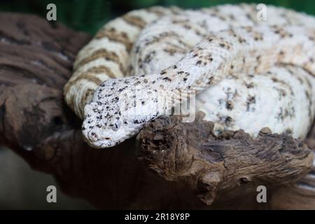 Gefleckte Klapperschlange / crotale ou crotale de Mitchell / Crotalus mitchellii pyrrhus Banque D'Images