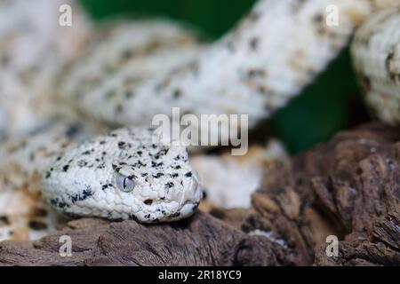 Gefleckte Klapperschlange / crotale ou crotale de Mitchell / Crotalus mitchellii pyrrhus Banque D'Images