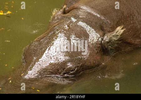 Pygmée Hippopotame est dans l'eau. Banque D'Images