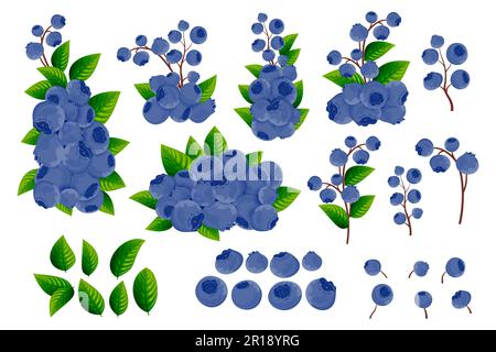 Un ensemble de branches, de baies bleu foncé et de feuilles vertes de bleuets sur fond blanc. Bordures décoratives de baies et de fruits. Motif baies. Illustration de Vecteur