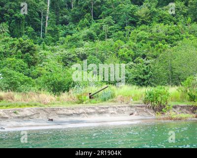 Warjunk à Bougainville Banque D'Images