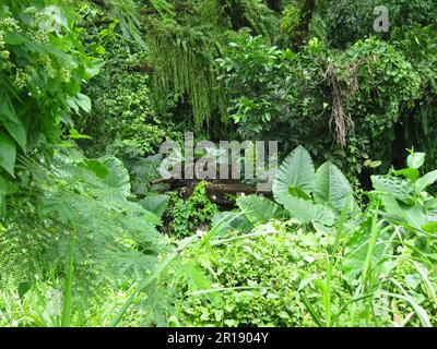Warjunk à Bougainville Banque D'Images