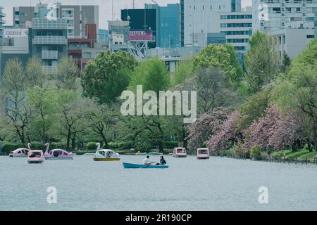 Ueno, Japon, 7 avril 2023 : Location de bateaux à aubes à l'étang Shinobazu dans le parc Ueno pendant la saison des cerisiers en fleurs. Banque D'Images