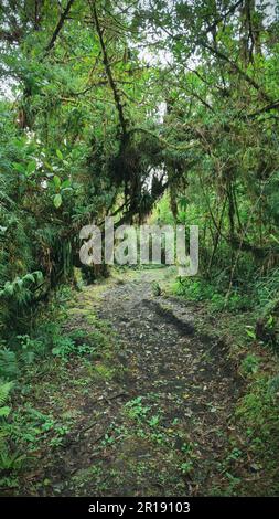 Sentier de randonnée à travers la forêt tropicale du Costa Rica avec de nombreuses plantes et arbres dans le parc national de Poas, une superbe zone protégée, connue pour son vol à couper le souffle Banque D'Images
