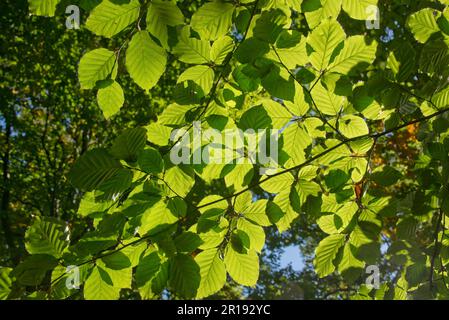 Feuilles matures de hêtre (Fagus sylvatica) sur une branche rétroéclairé par le soleil du matin sur une belle journée de début d'automne, Wiltshire, octobre, Banque D'Images