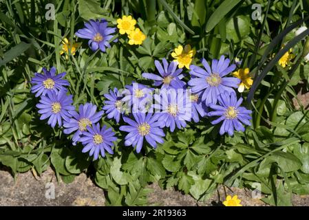 Fleurs d'Anemonoides blanda bleu (Anemone blanda) avec des fleurs de célandines jaunes (Ficaria verna) dans un jardin de campagne au printemps, Berkshire, avril Banque D'Images